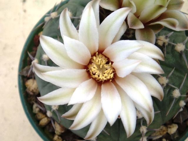 Gymnocalycium_bodenbenderianum_1